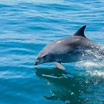 Luxury Alegria Gale Beach, Villa