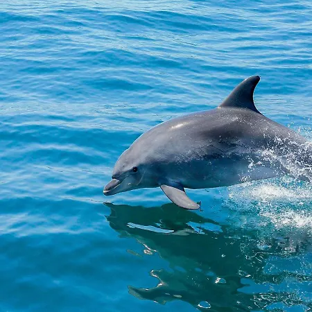 Luxury Alegria Gale Beach, 别墅